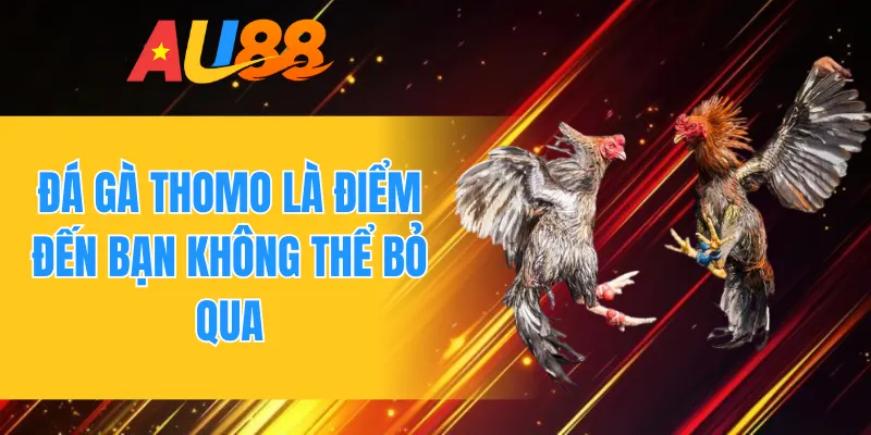Đá gà Thomo là điểm đến bạn không thể bỏ qua